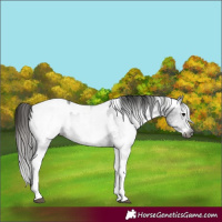 Horse Color:Gray White Spotted Black  and Gray White Spotted Bay 