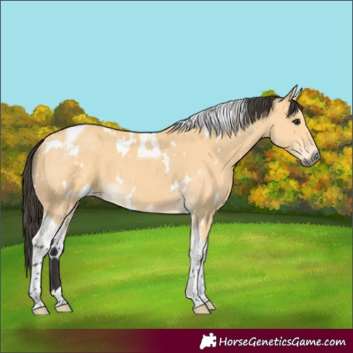 Horse Color:White Spotted Buckskin Tobiano 