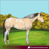 Horse Color:White Spotted Buckskin Tobiano 