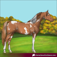 Horse Color:White Spotted Chestnut Tobiano 