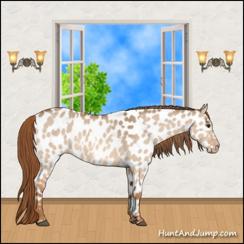 Horse Color:Red Dun Appaloosa  and Red Dun Frame Appaloosa 