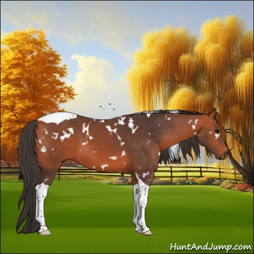 Horse Color:White Spotted Bay Tobiano 