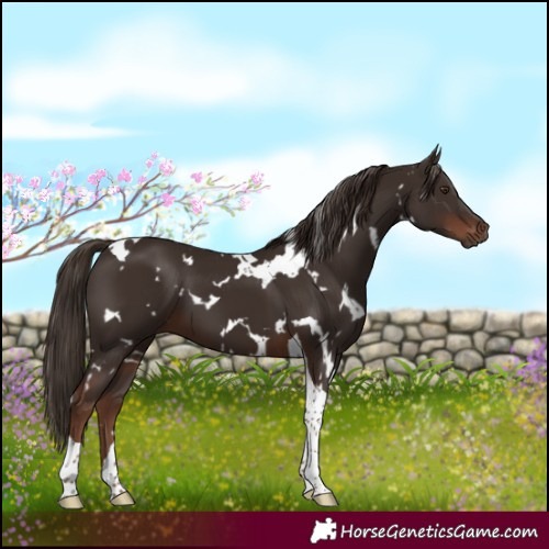 Horse Color:White Spotted Liver Chestnut Tobiano 