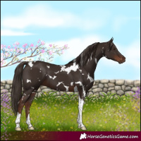 Horse Color:White Spotted Liver Chestnut Tobiano 