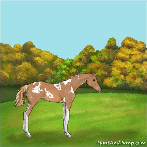 Horse Color:White Spotted Chestnut Tobiano 