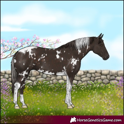 Horse Color:White Spotted Liver Chestnut Tobiano 