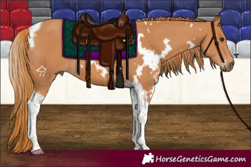 Horse Color:White Spotted Chestnut Tobiano 