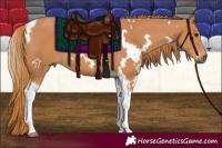 Horse Color:White Spotted Chestnut Tobiano