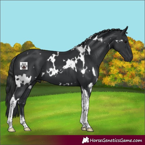 Horse Color:White Spotted Black Tobiano 