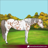 Horse Color:Bay Splash Tobiano Frame Near Leopard  and Bay Splash Tobiano Frame Near Leopard 