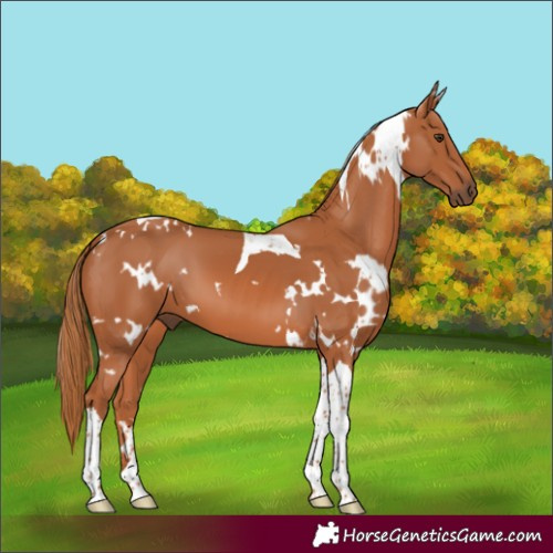 Horse Color:White Spotted Chestnut Tobiano 