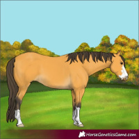 Horse Color:Buckskin 