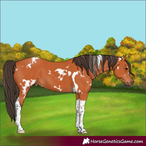 Horse Color:White Spotted Bay Tobiano