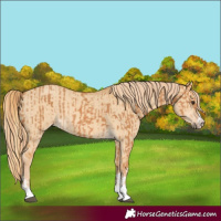 Horse Color:Chestnut  and Red Dun 