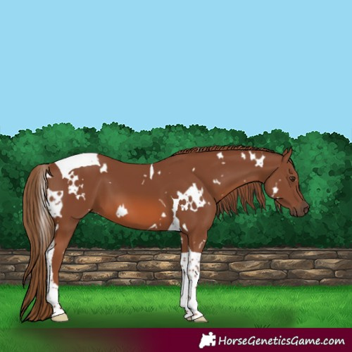 Horse Color:White Spotted Chestnut Tobiano 