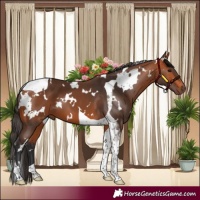 Horse Color:White Spotted Bay Tobiano 
