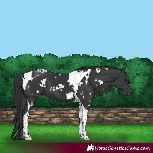 Horse Color:White Spotted Black Tobiano