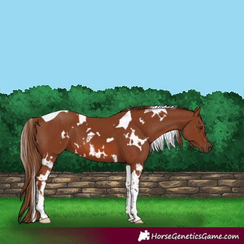 Horse Color:White Spotted Chestnut Tobiano 