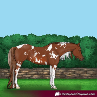 Horse Color:White Spotted Chestnut Tobiano 