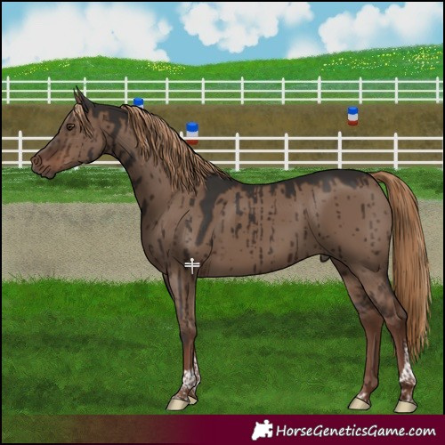 Horse Color:Liver Red Dun Tobiano Brindle 