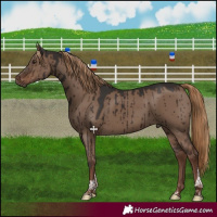 Horse Color:Liver Red Dun Tobiano Brindle