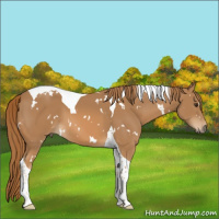 Horse Color:White Spotted Chestnut Tobiano 