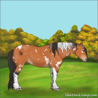 Horse Color:White Spotted Bay Tobiano