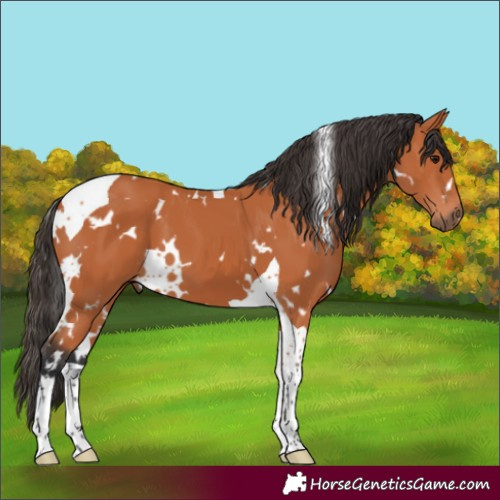 Horse Color:White Spotted Bay Tobiano 