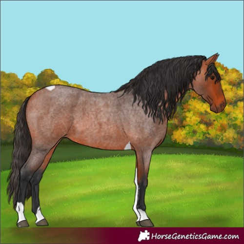 Horse Color:Bay Roan Tobiano