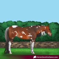 Horse Color:White Spotted Bay Tobiano 