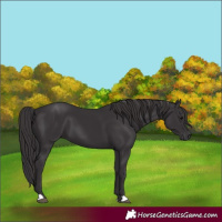 Horse Color:Smoky Black 