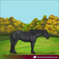 Horse Color:Black 