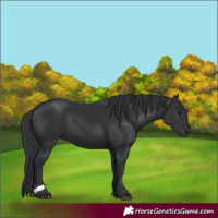 Horse Color:Black 
