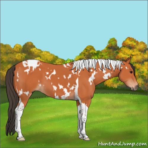Horse Color:White Spotted Bay Tobiano 