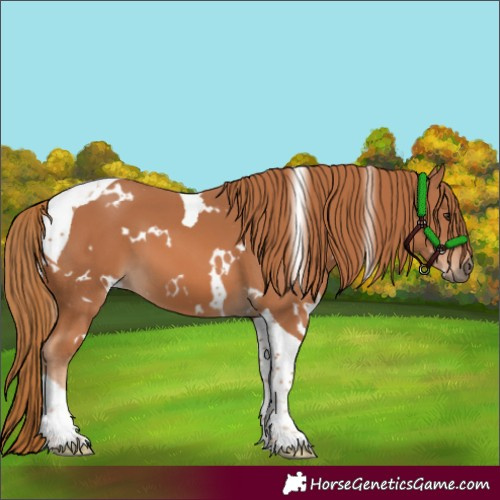 Horse Color:White Spotted Chestnut Tobiano 