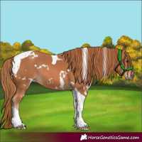 Horse Color:White Spotted Chestnut Tobiano 