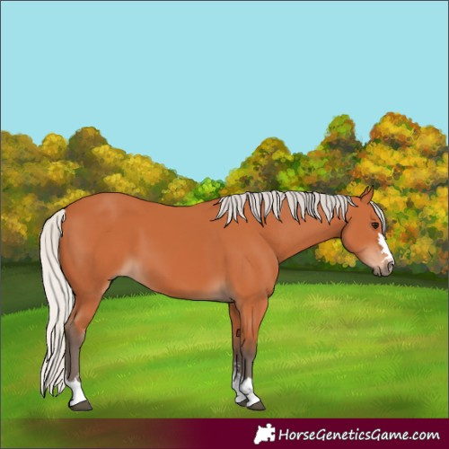 Horse Color:Silver Bay 