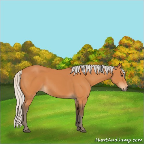 Horse Color:Silver Bay 