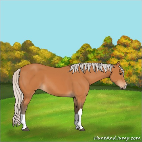 Horse Color:Silver Bay 