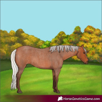 Horse Color:Silver Bay Roan 