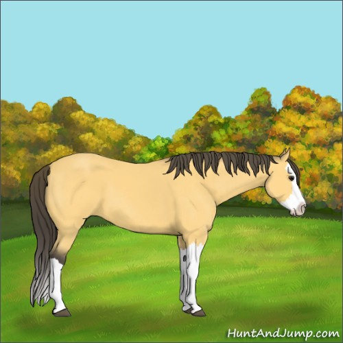 Horse Color:Buckskin Splash 