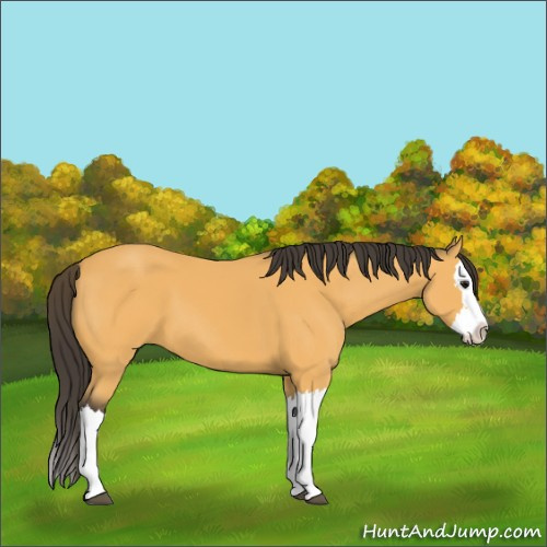 Horse Color:Buckskin Splash 