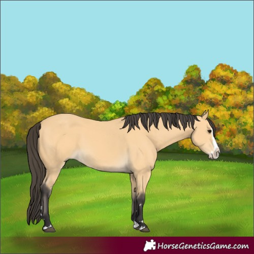 Horse Color:Buckskin Splash 