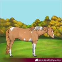 Horse Color:Chestnut Tobiano Frame 