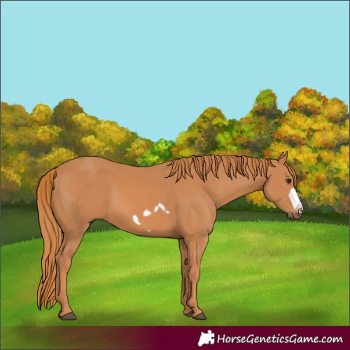 Horse Color:Chestnut Frame 