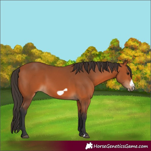 Horse Color:Bay Frame 