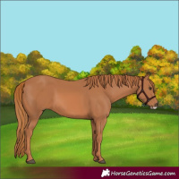 Horse Color:Chestnut Frame