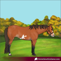 Horse Color:Bay Frame