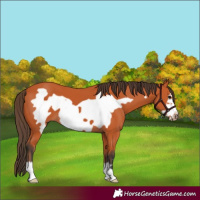 Horse Color:Bay Frame 