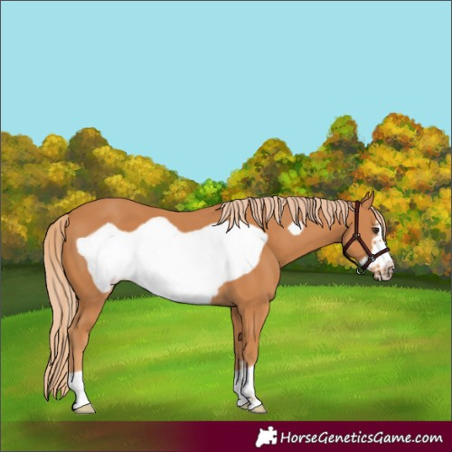 Horse Color:Chestnut Frame
